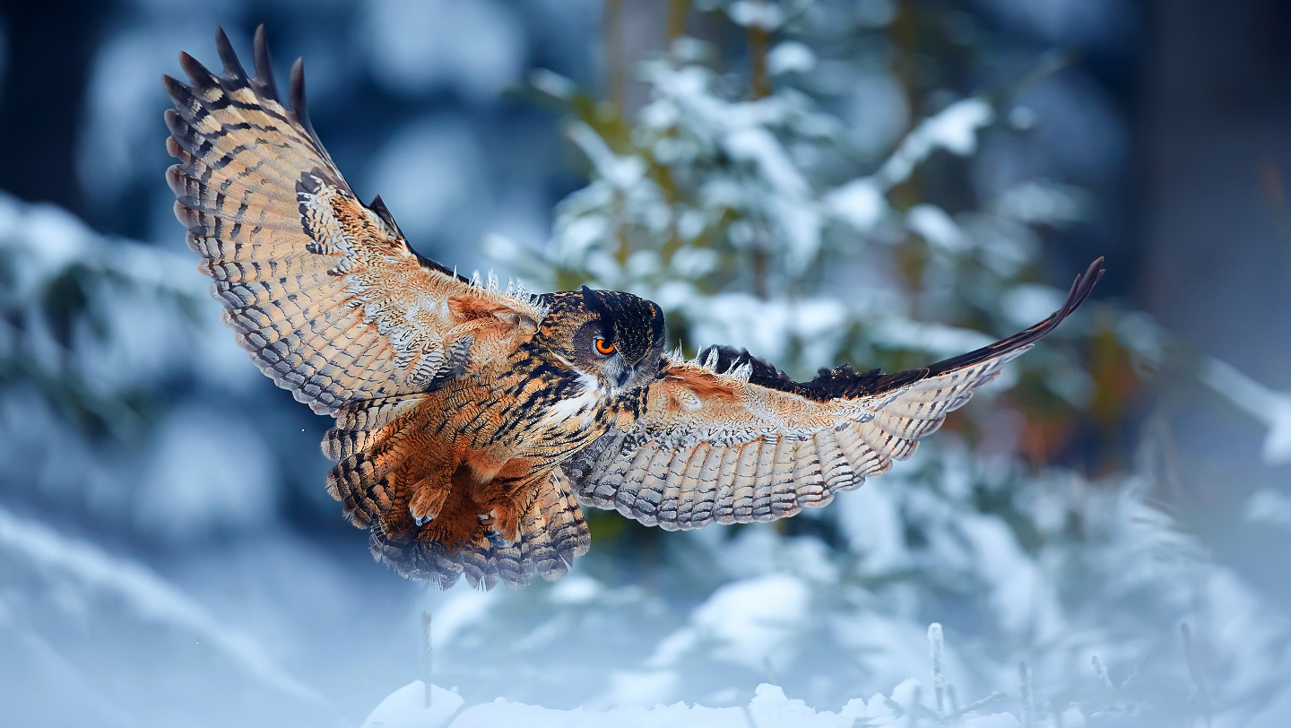 Зимние фотографии из жизни животных снегу, Vaclav, Vladymyr, Ondrej, Bachkova, ктото, зимой, стадо, исландских, будить, Небольшое, ProsickyShutterstockFOTODOMВетреный, лошадей, тигра, амурского, пробежка, BurdiakShutterstockFOTODOMБодрящая, преображает, весны, nataliatamkovichShutterstockFOTODOMА