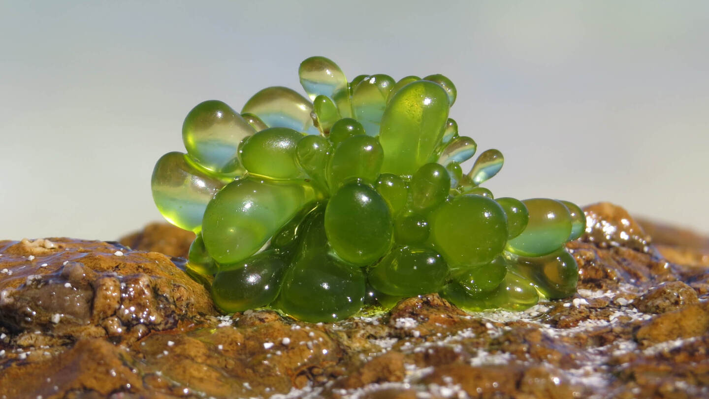 Валония пузатая