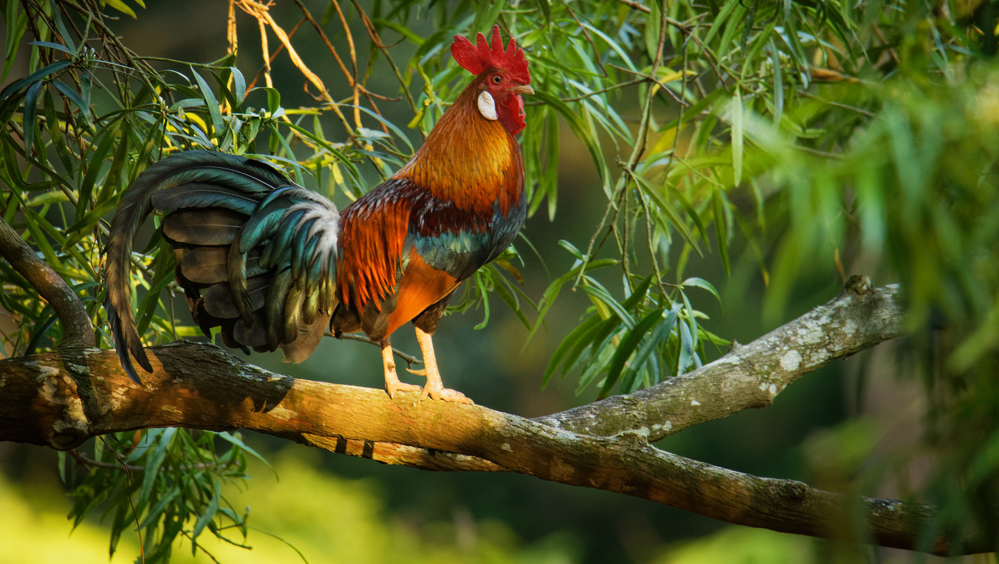 первые куры, юго-восточная азия