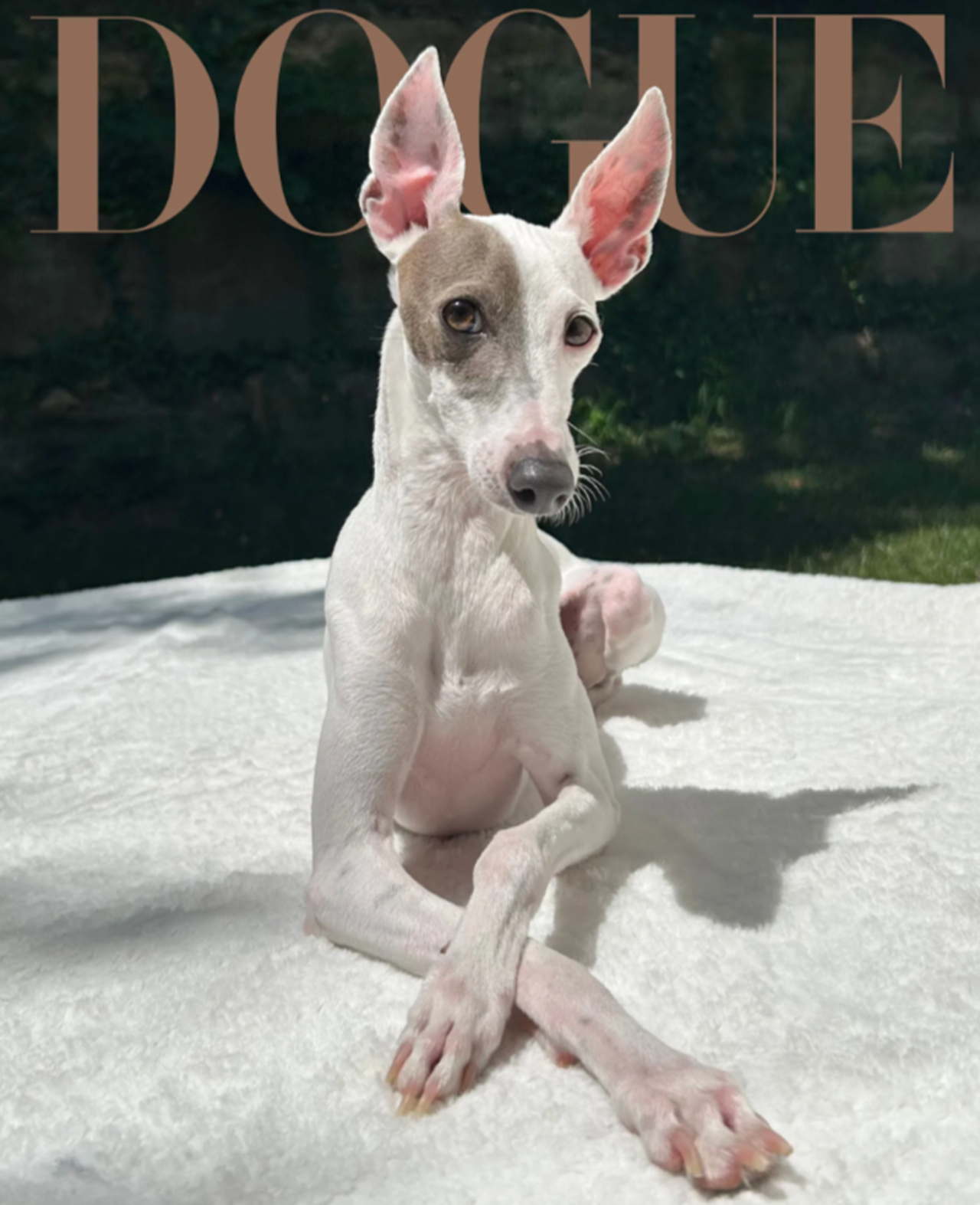 обложка издания Dogue