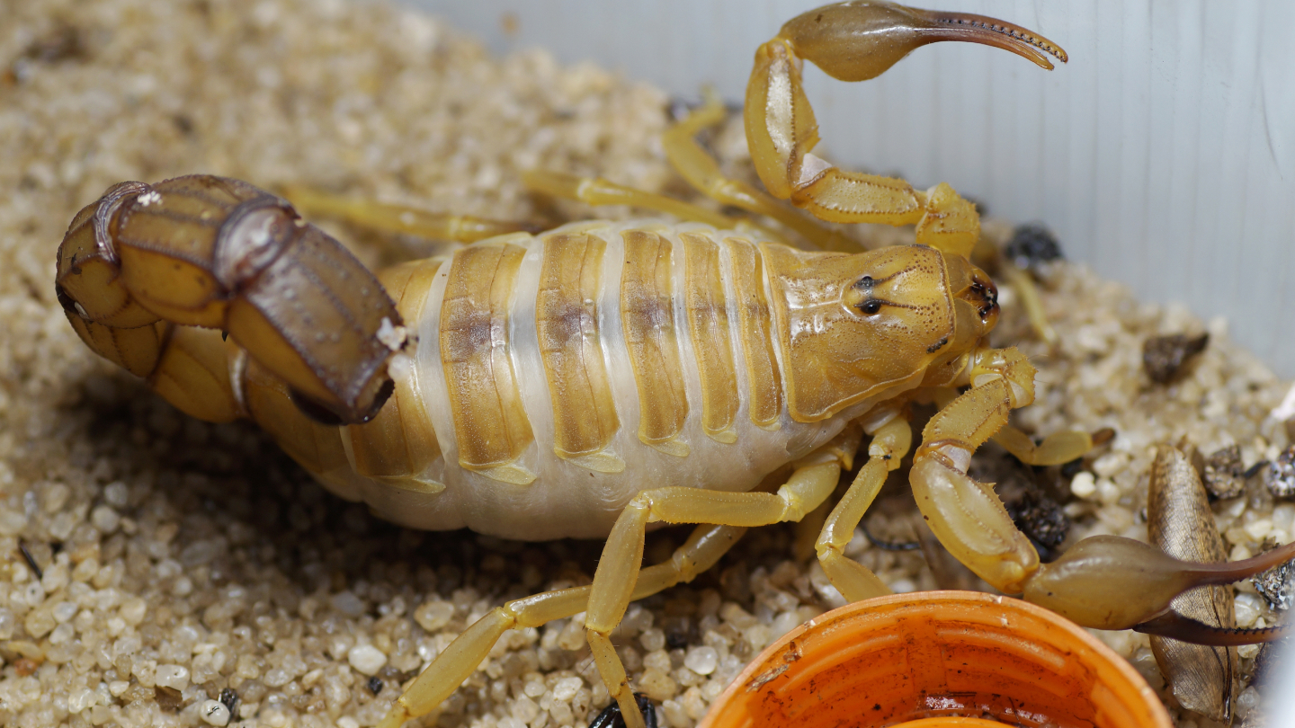 Androctonus amoreuxi