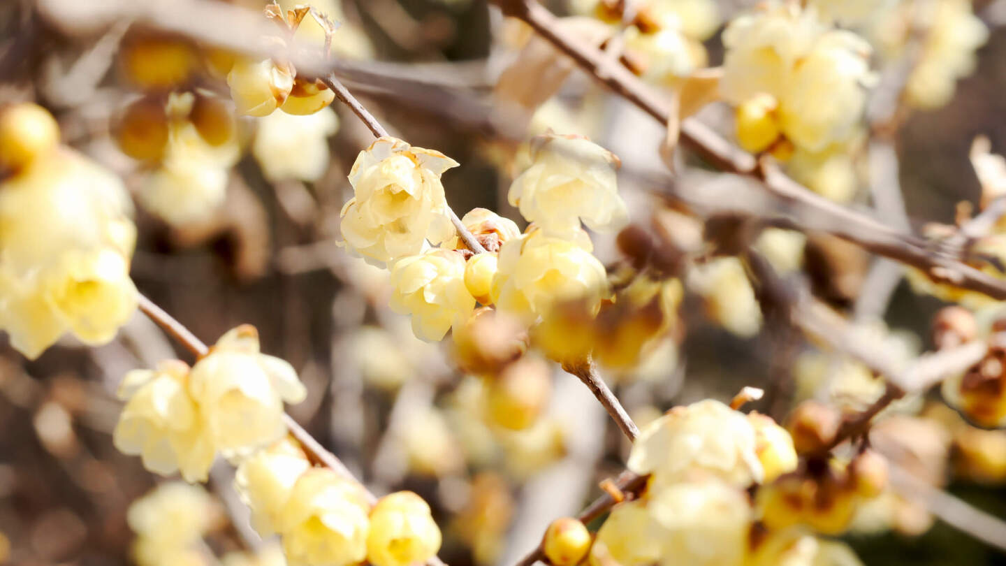 Химонант ранний