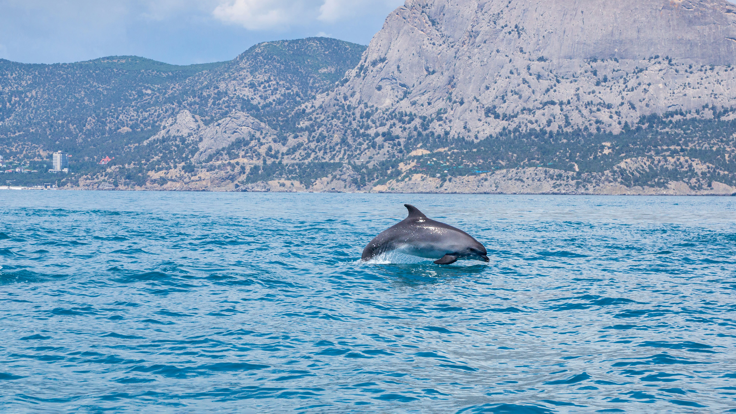 обитатели черное моря