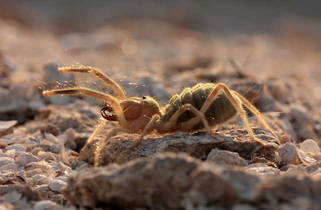 Solifugae, самый большой паук