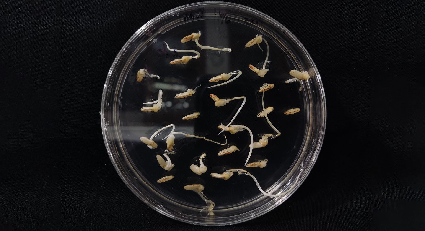 Рис в космосе