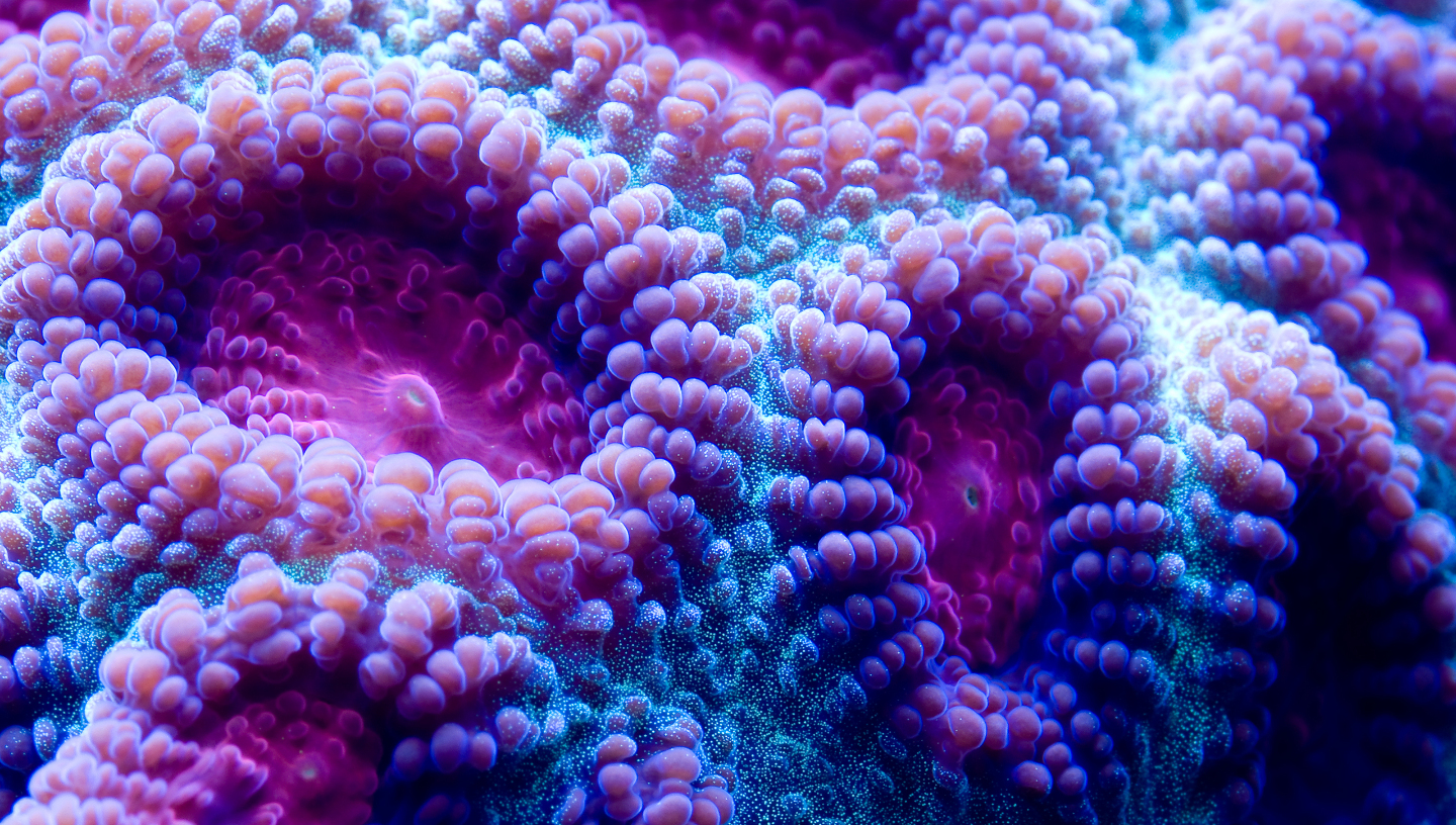 почему кораллы это животные