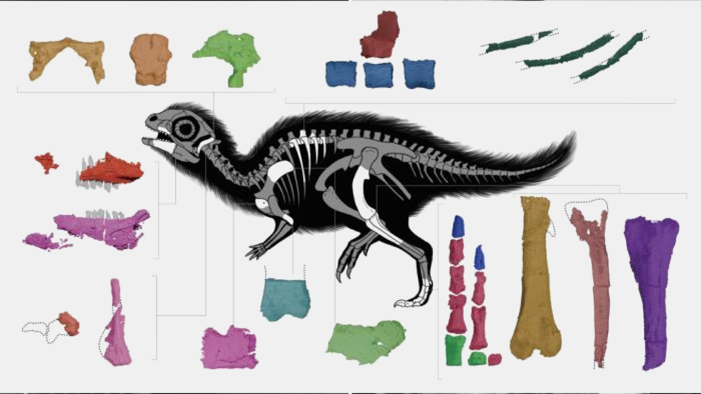 Doolysaurus