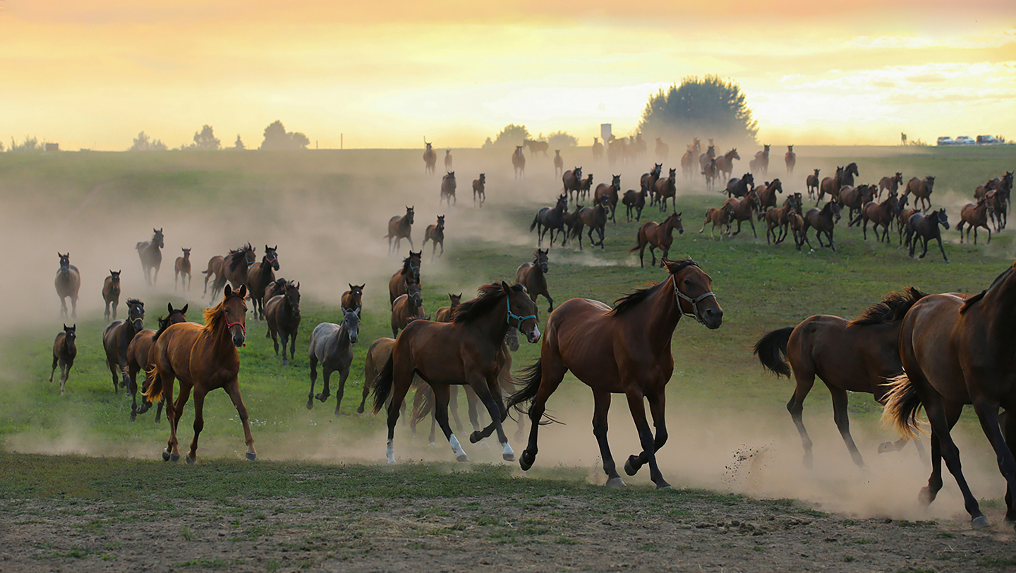 Догоняя рассвет. Табун лошадей на вечернем выгуле в Ядринском районе Чувашской Республики