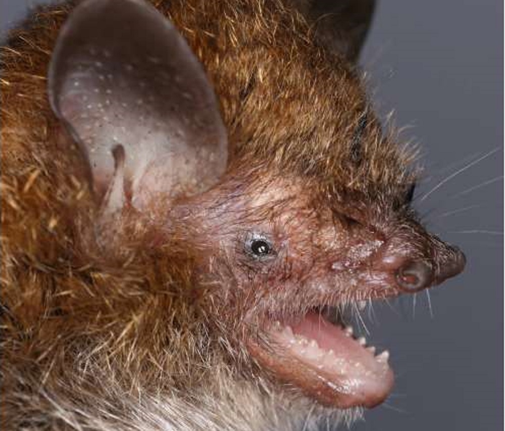 Murina philippinensis