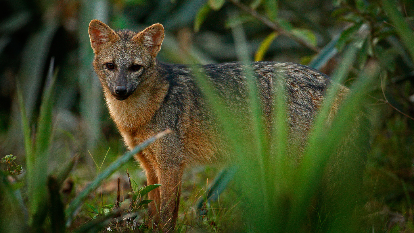 лиса крабоед