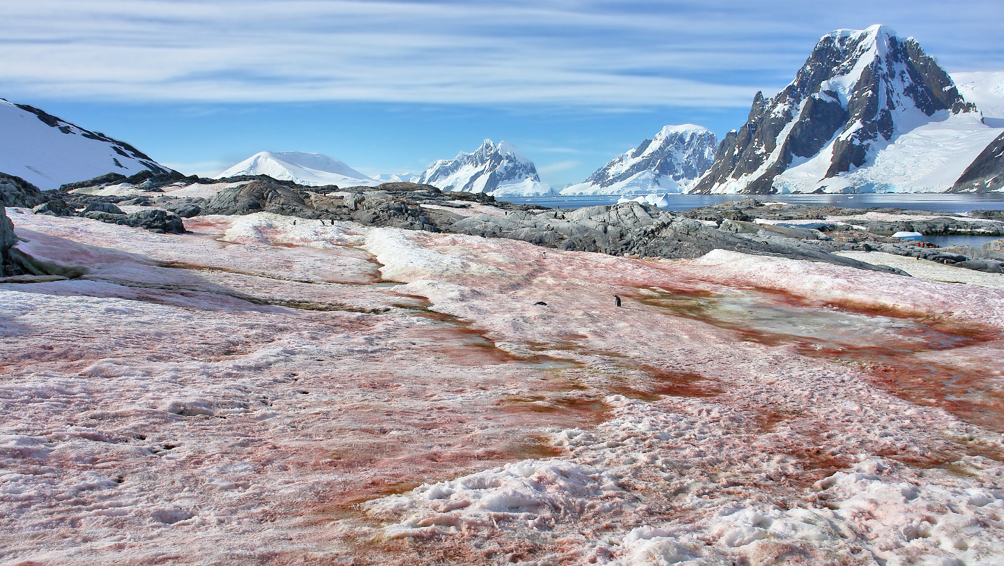 Если снег окрасила пыль и другие частицы, чаще всего он выпадает желтого, серого, розового или красновато-бурого цвета