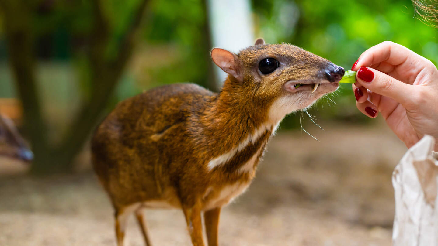 Чем питается малый оленек