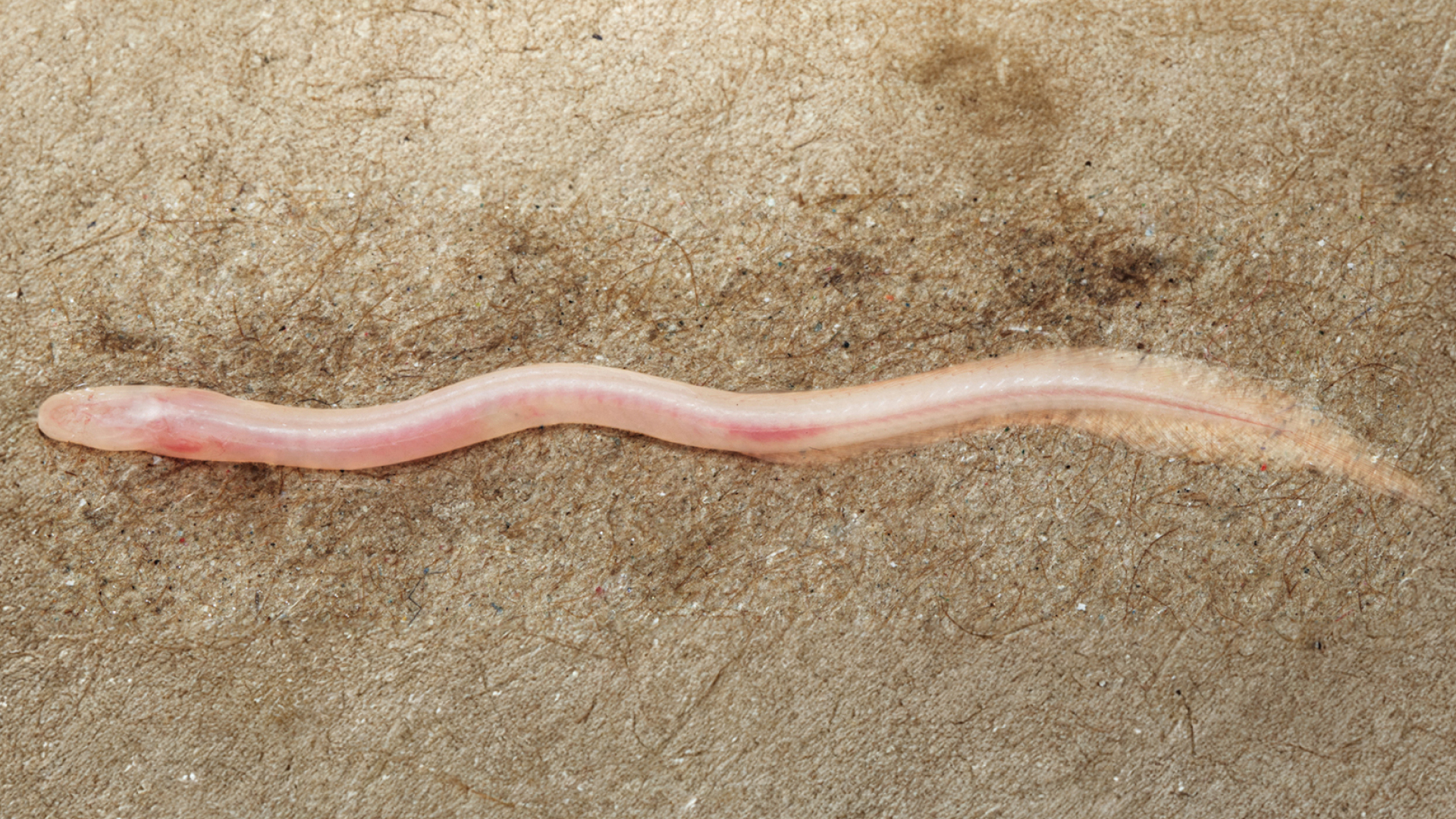 Gangaichthys indonepalicus