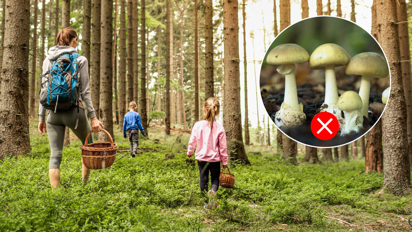 шампиньоны