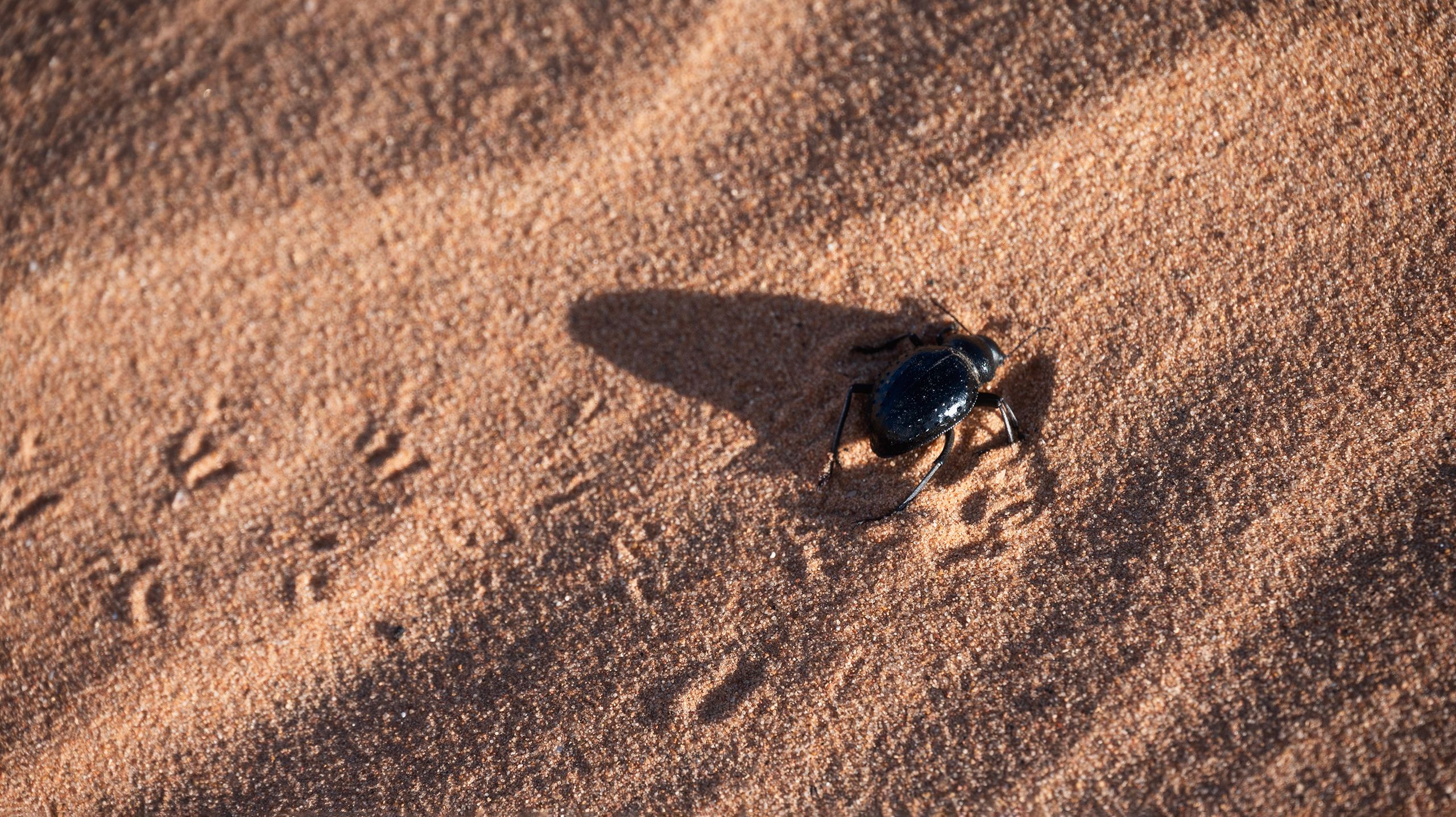 жук скарабей