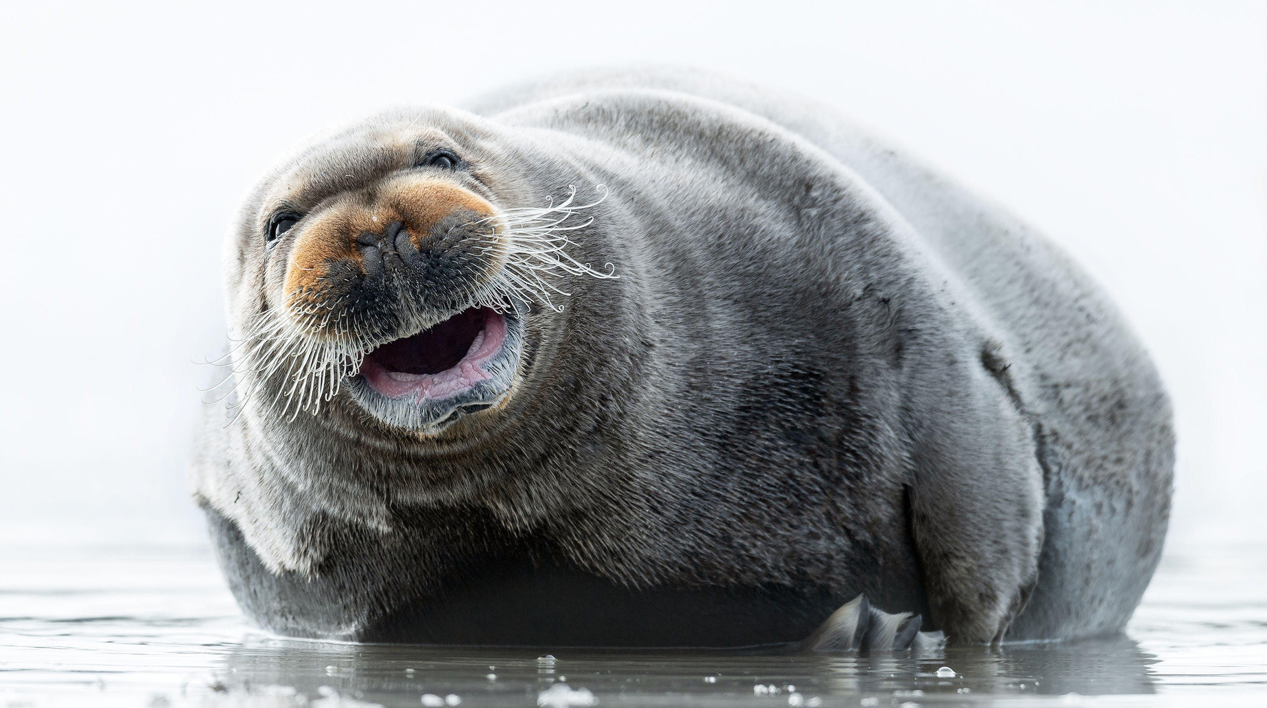 Морской заяц