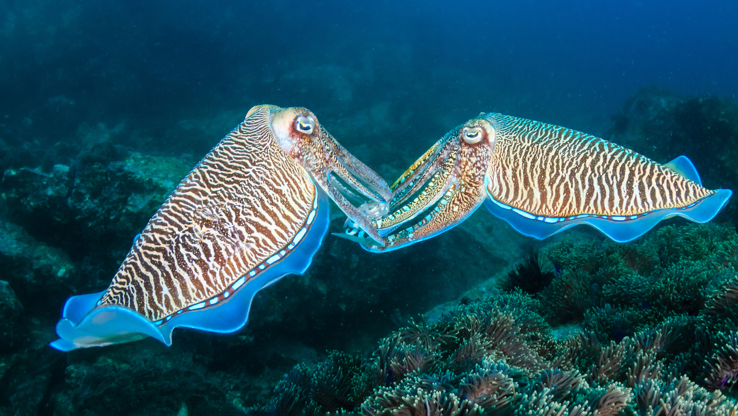 каракатицы