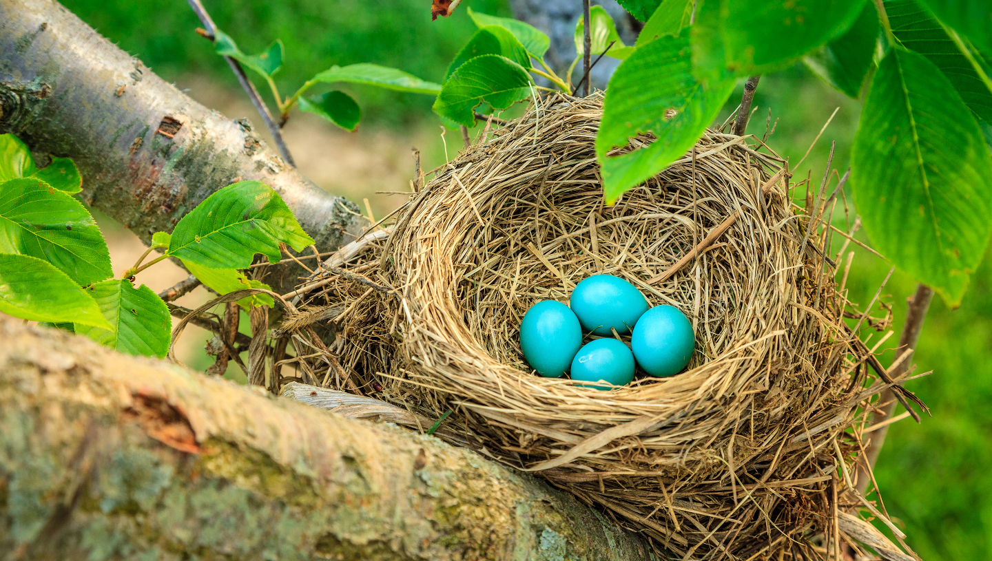 яйца американской малиновки