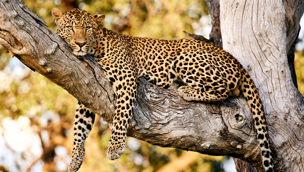 леопард, южная африка