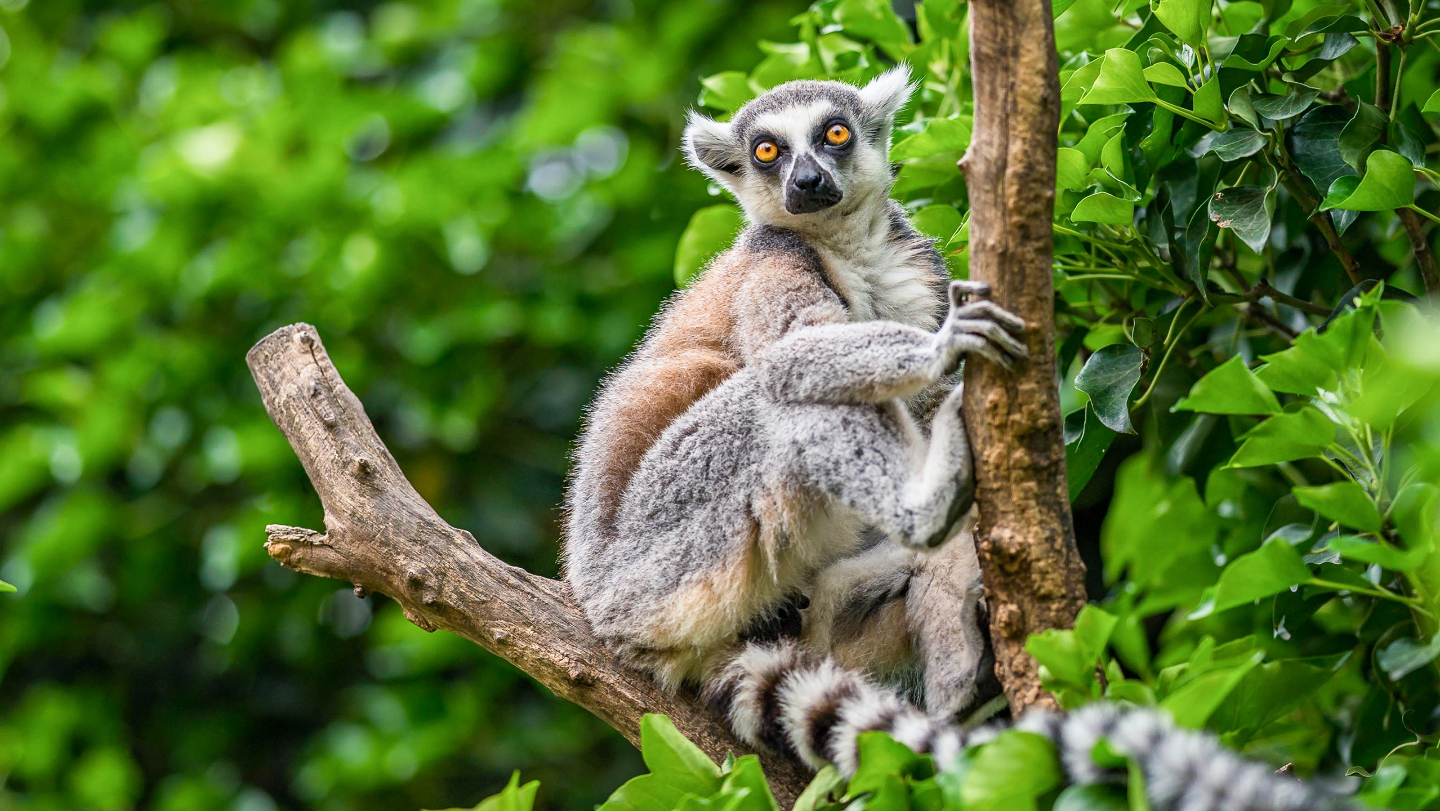 лемуры