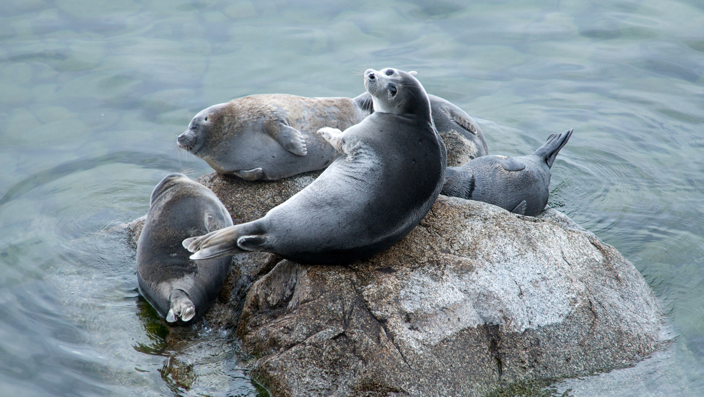 байкальская нерпа