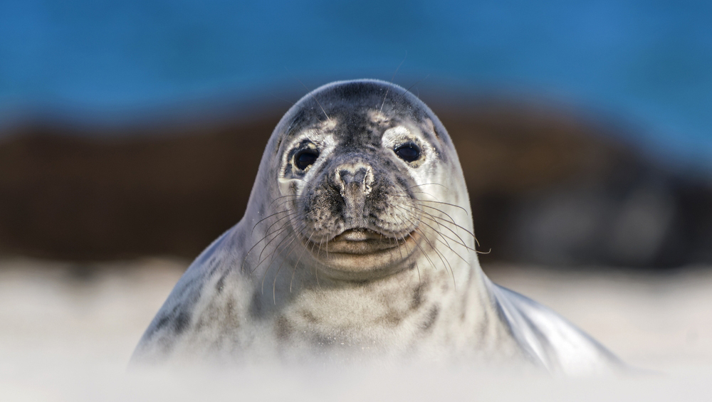 тюлень, нейробиология