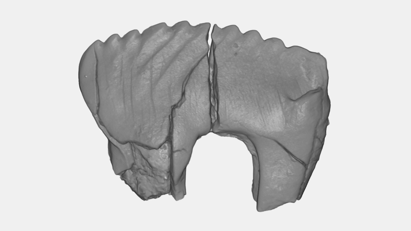 Camurodon borealis