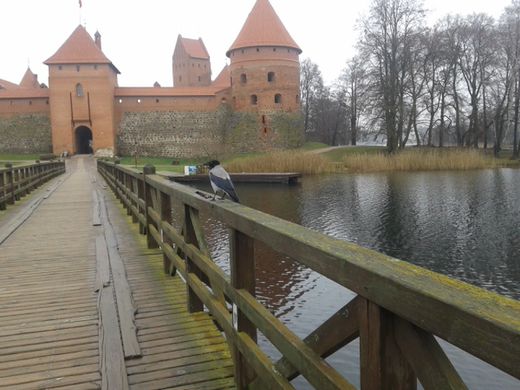 Бесстрашная ворона в Тракае