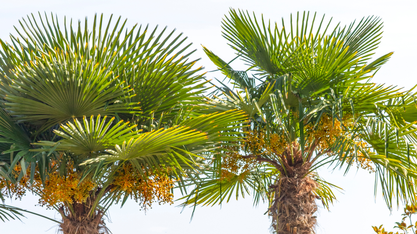 Капустная пальма