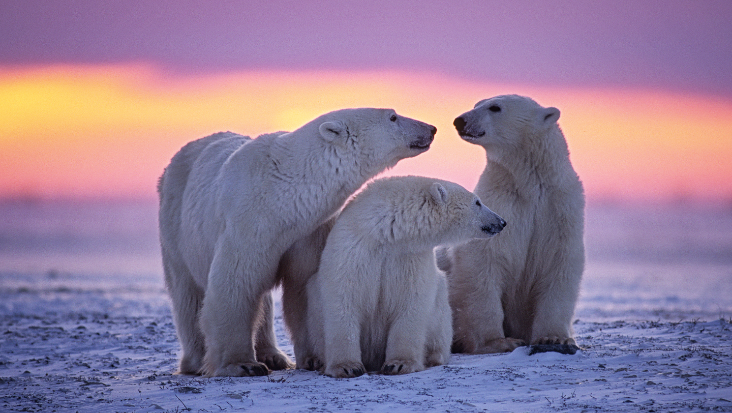 белый медведь
