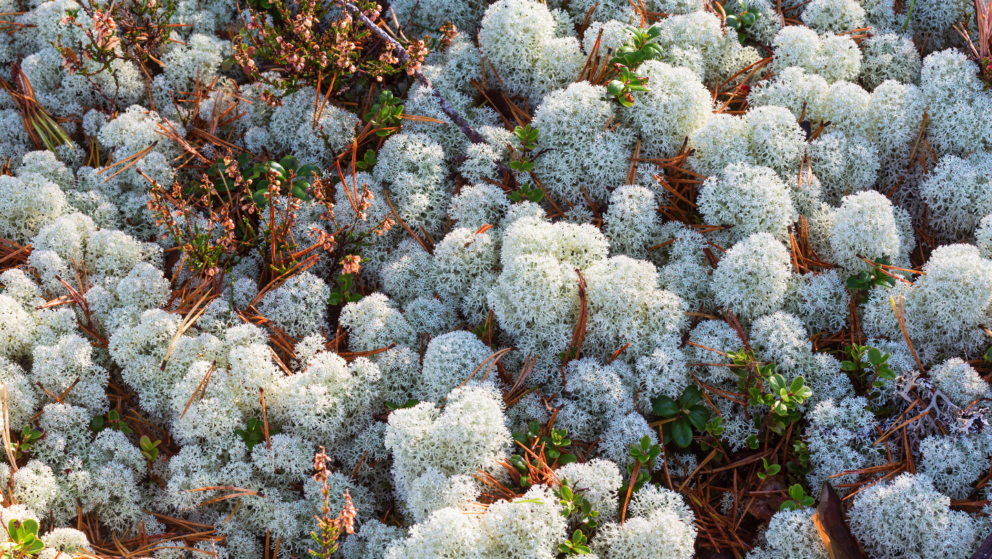 может ли ягель исчезнуть