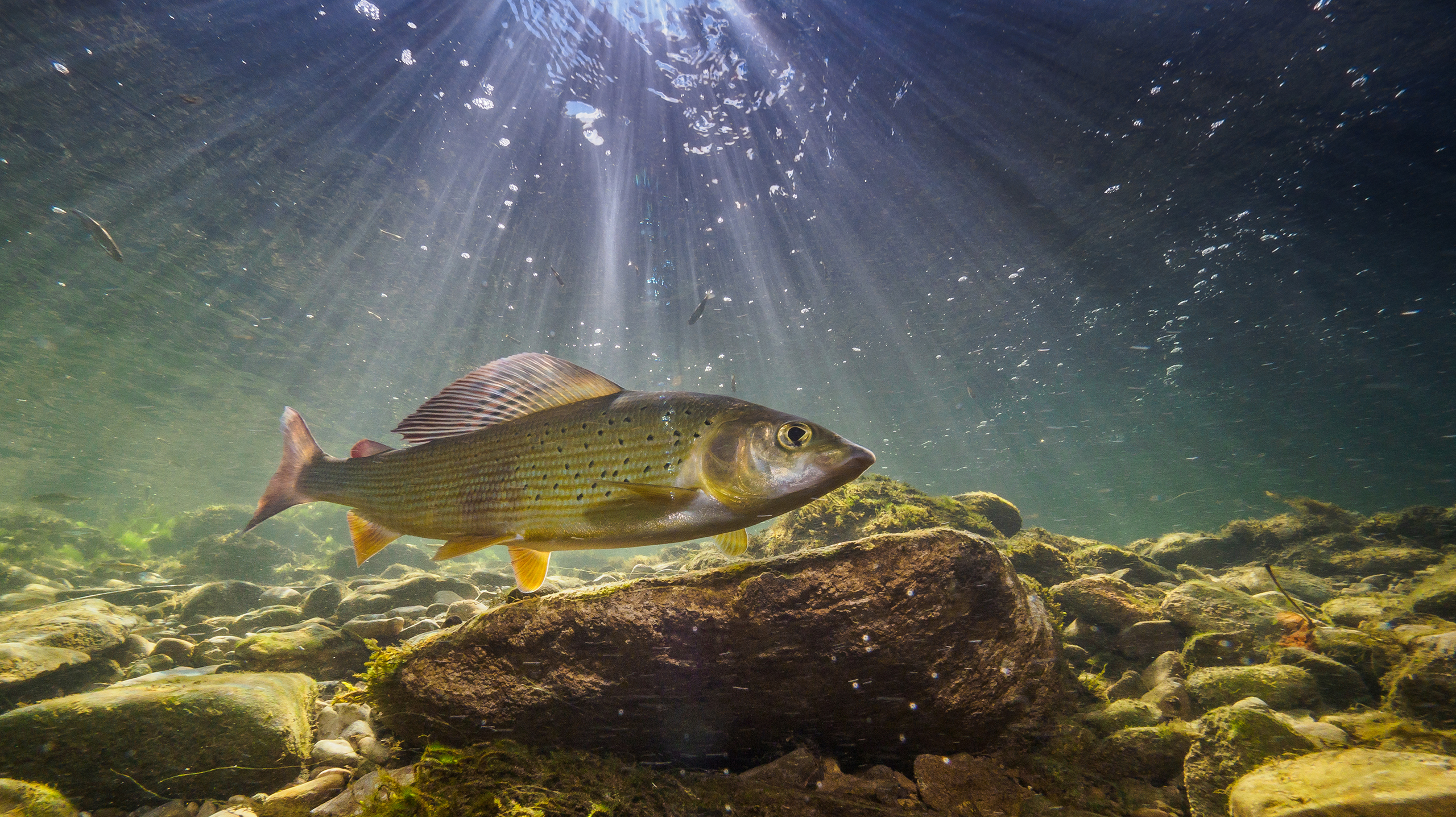 река Кама, хариус