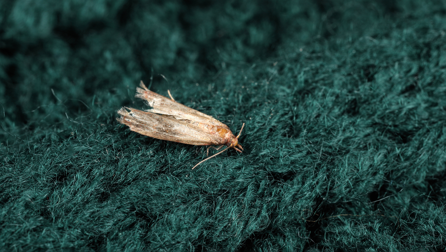 моль в квартире