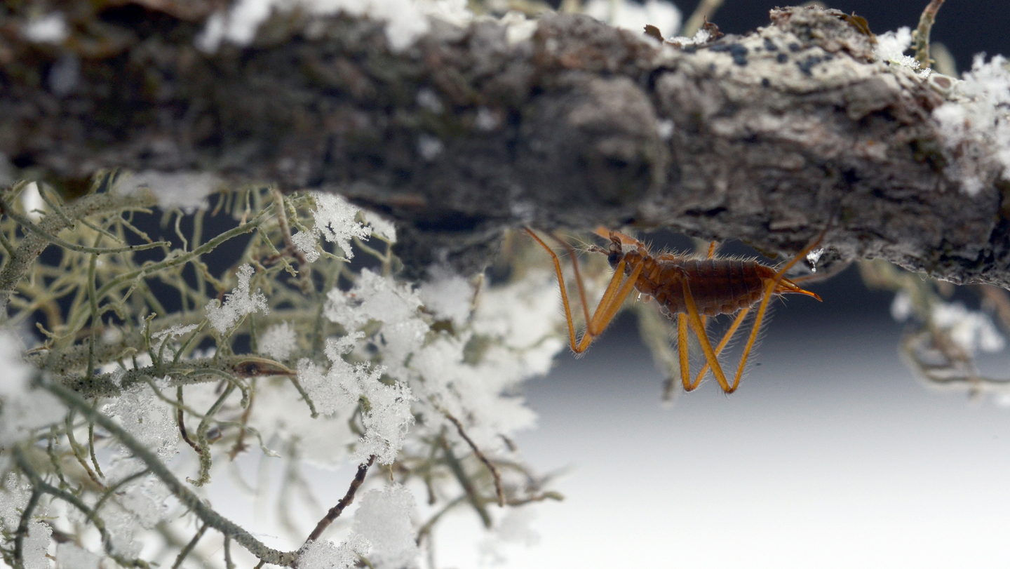 бескрылые комары хионеи