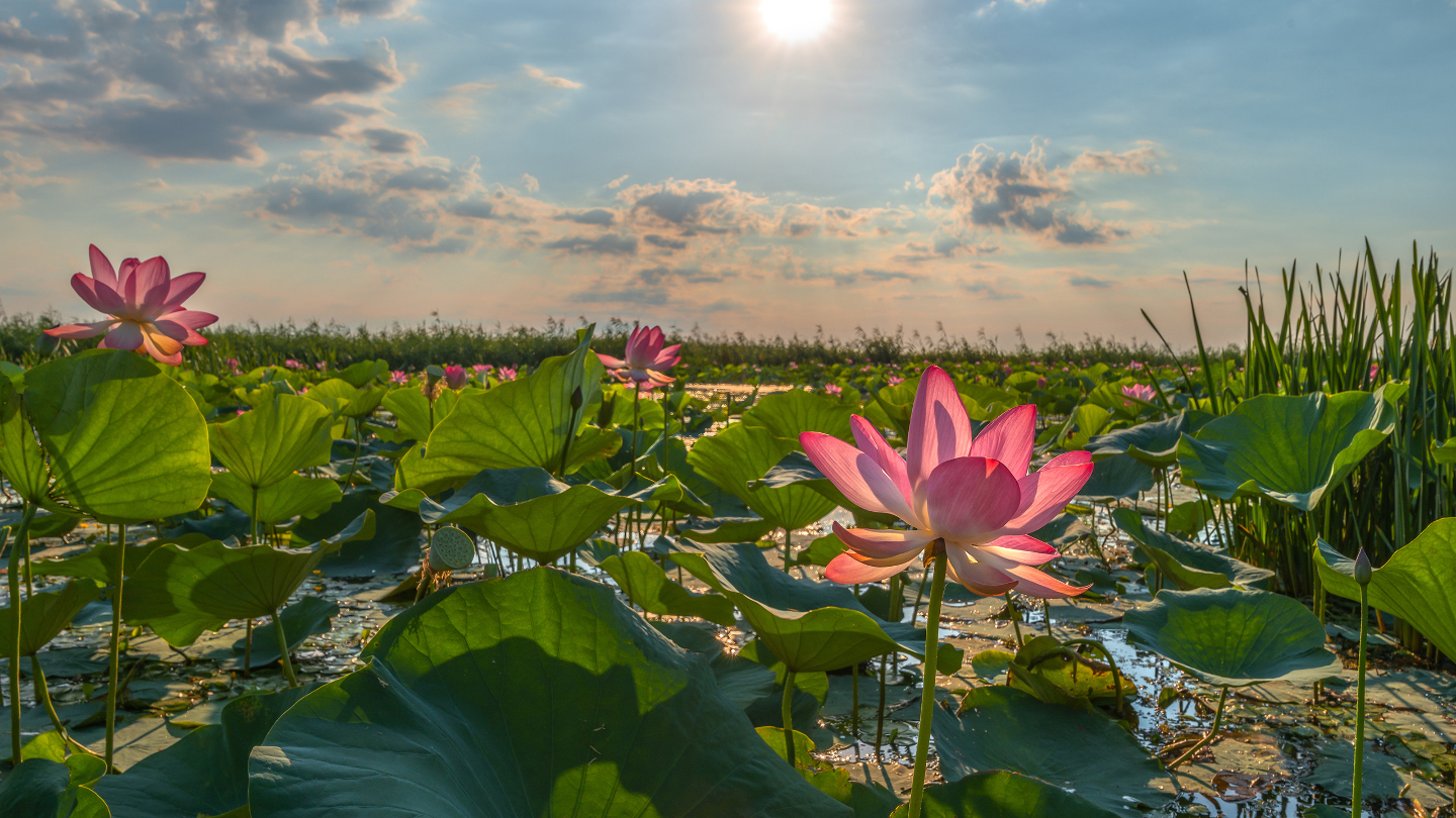 Долина лотосов в дельте Волги, где река впадает в Каспий