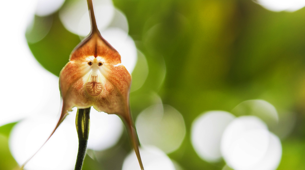 обезьяньи орхидеи