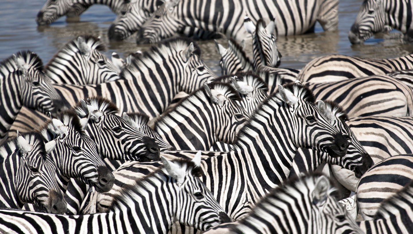 Зебра черная или белая полосы, зебры, зебрам, белых, помогают, насекомых, полос, больше, цвета, белые, зачем, белыми, меньше, может, ученые, зебра, заключается, активность, самом, черной