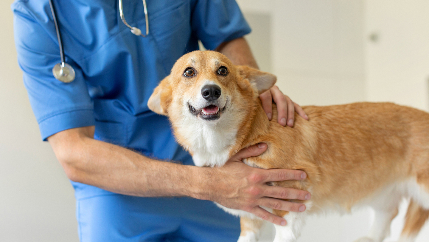 Животные, аллергия