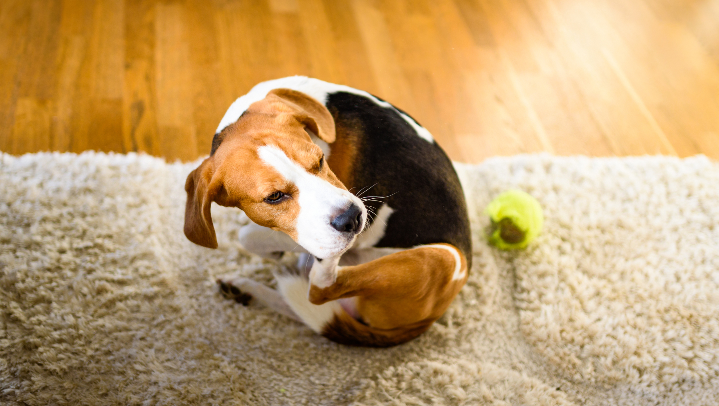 Животные, аллергия