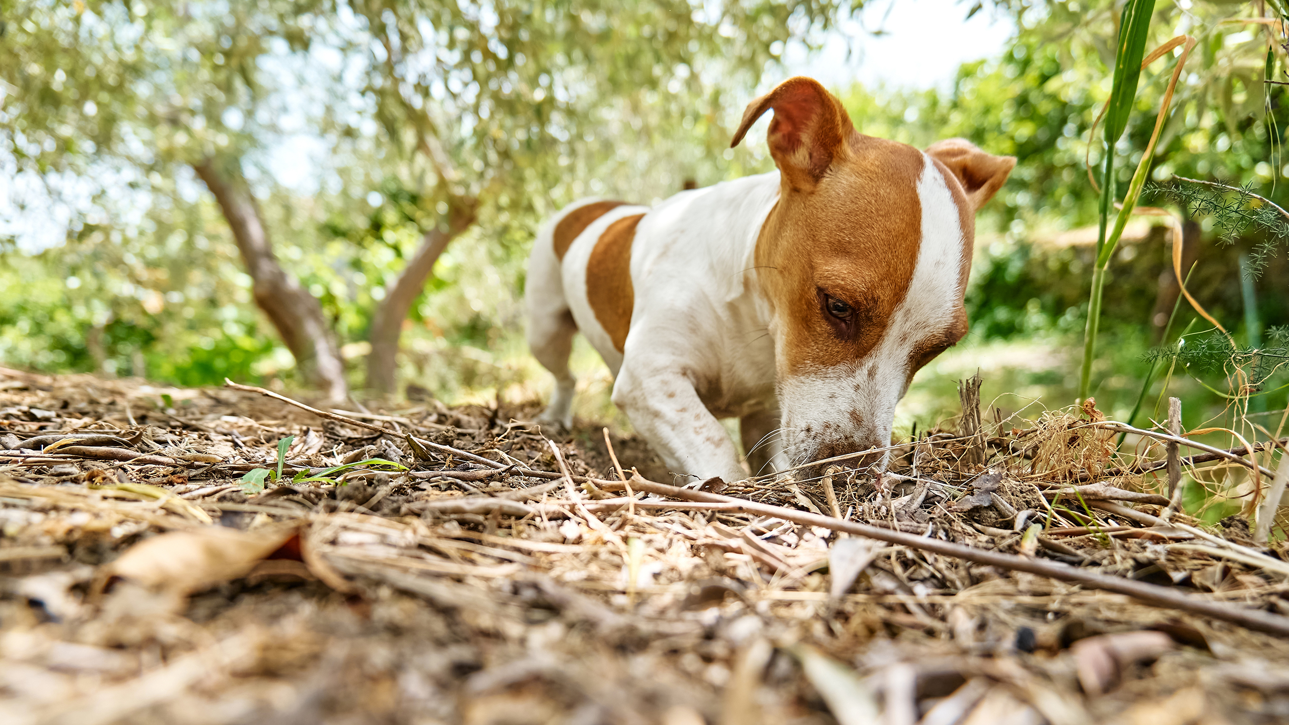 Как обезопасить собаку