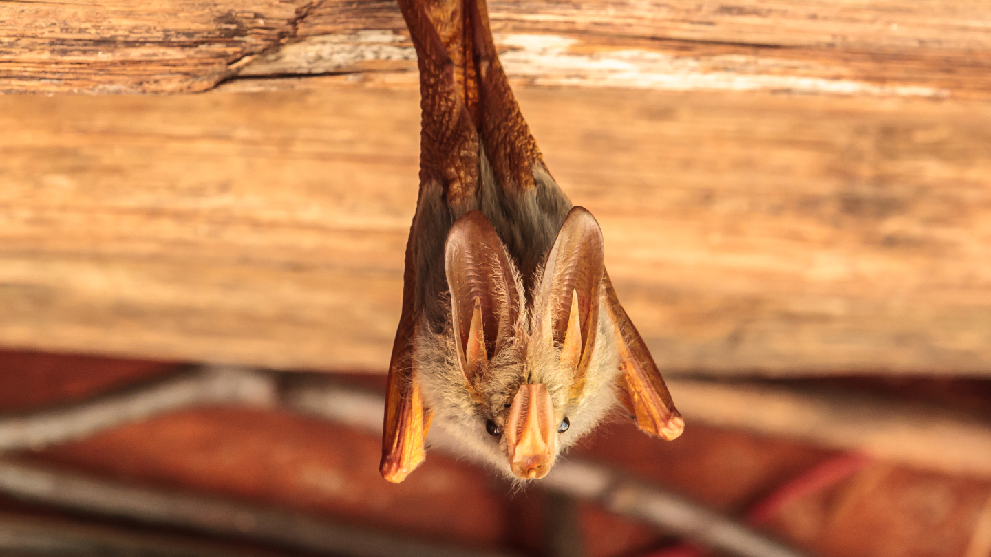 Австралийский ложный вампир