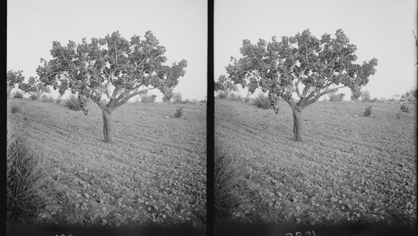 Фисташки в США