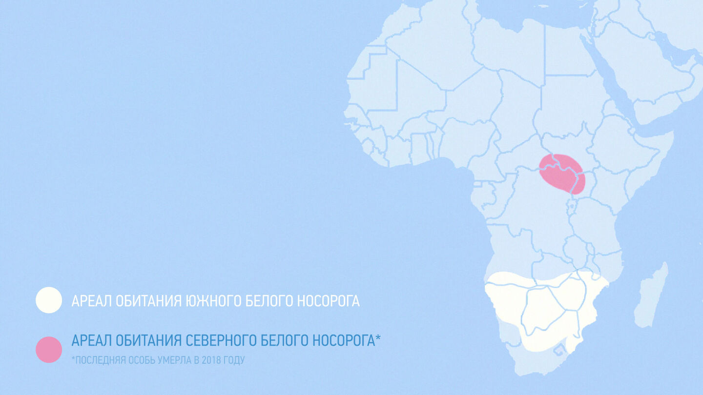 Где обитает белый носорог