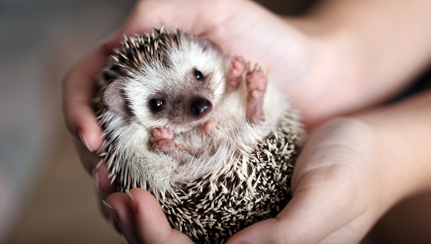 тепло ли ежу в иголках