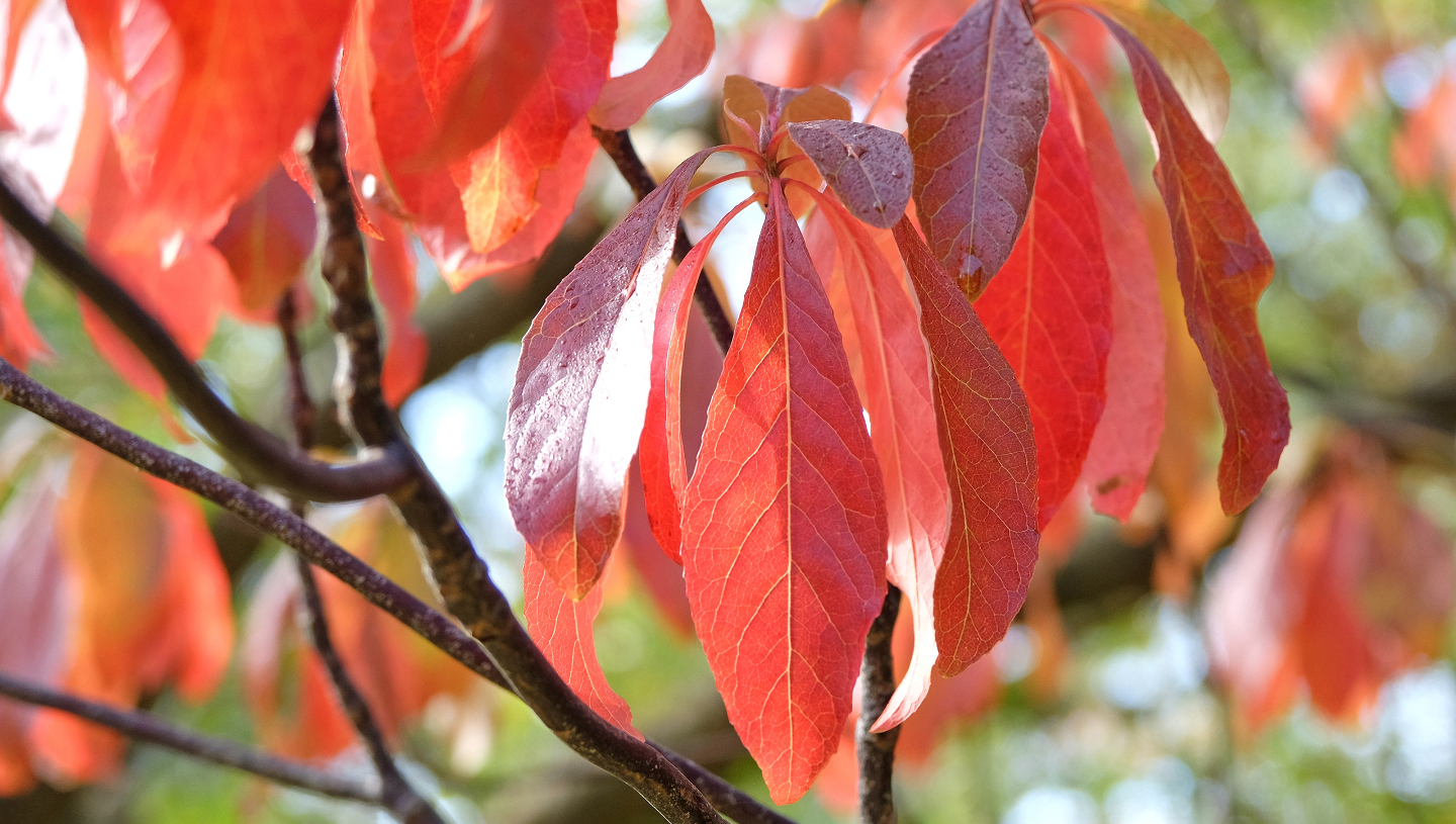 дерево франклина