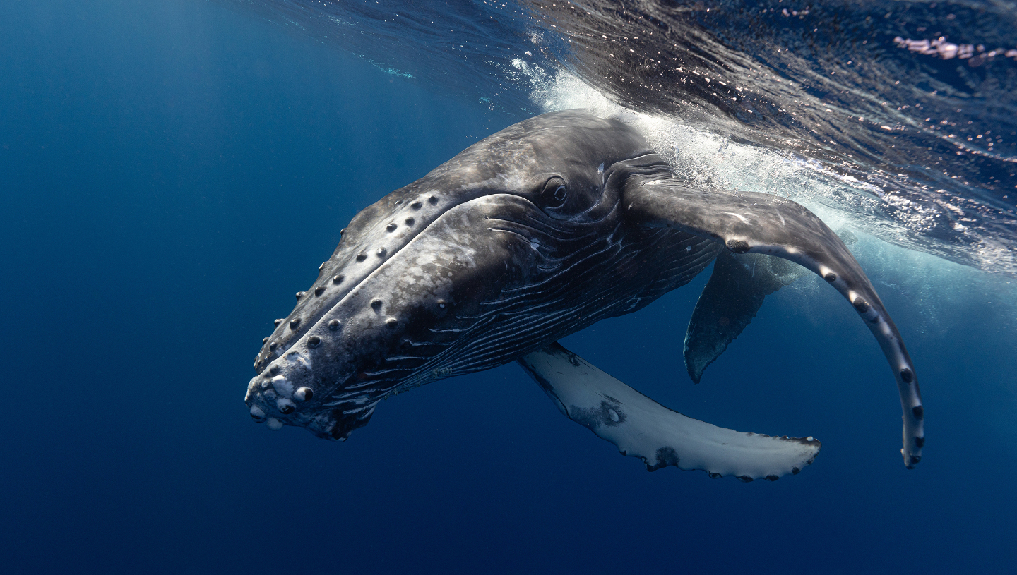 Горбатые киты