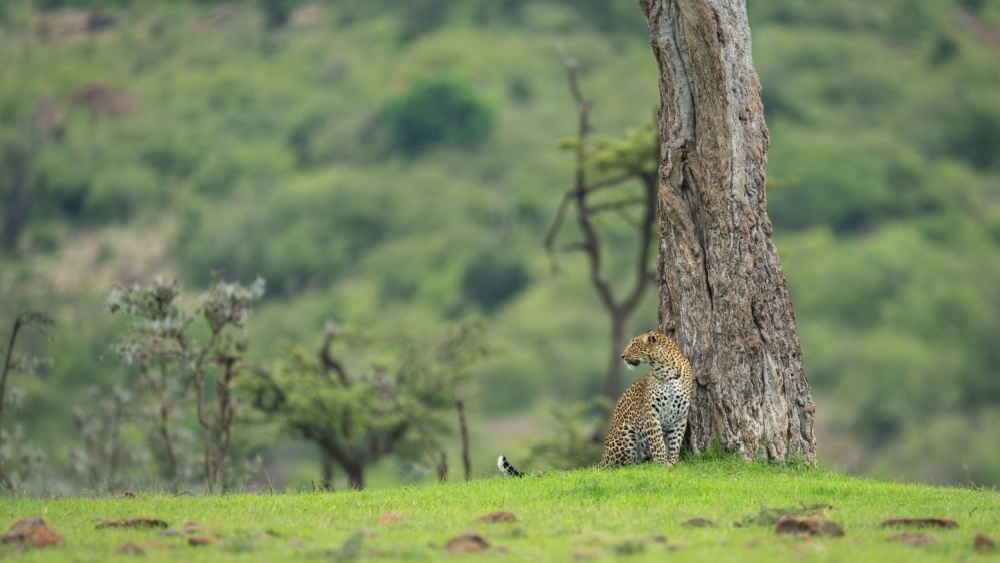 самка леопарда
