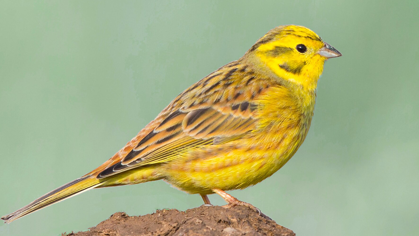 Желтая овсянка