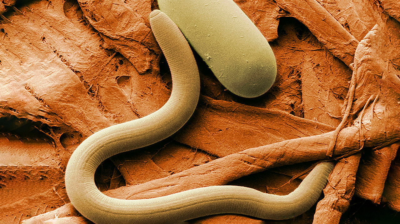 вечная мерзлота, живые организмы