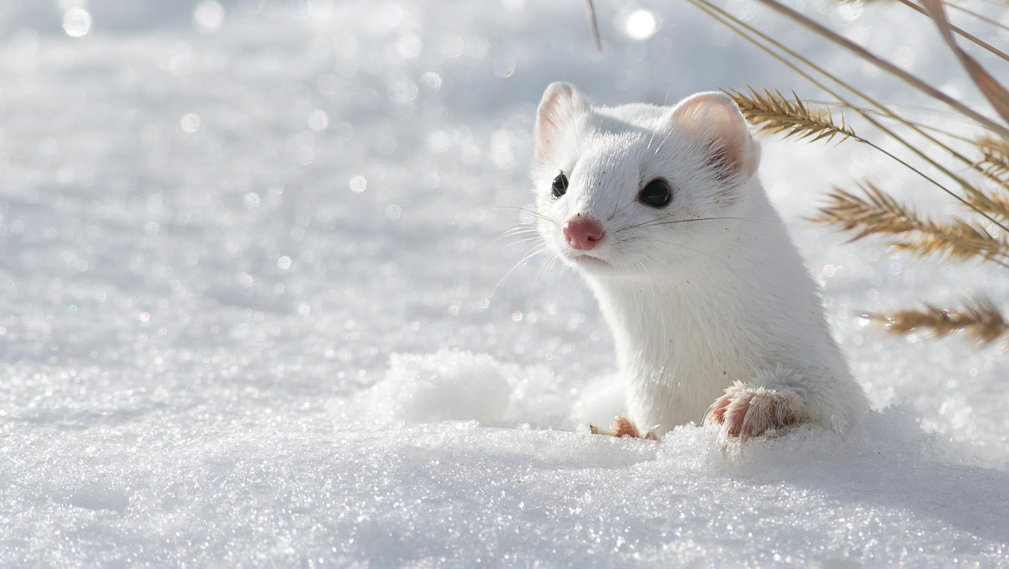 Зимние фотографии из жизни животных снегу, Vaclav, Vladymyr, Ondrej, Bachkova, ктото, зимой, стадо, исландских, будить, Небольшое, ProsickyShutterstockFOTODOMВетреный, лошадей, тигра, амурского, пробежка, BurdiakShutterstockFOTODOMБодрящая, преображает, весны, nataliatamkovichShutterstockFOTODOMА